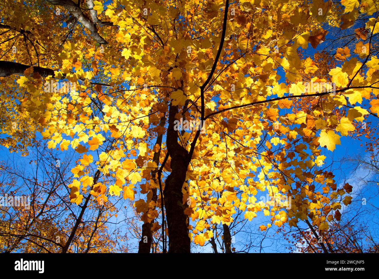 Wald Vordach entlang Barsch Lake Trail, Chequamegon-Nicolet National Forest, Wisconsin Stockfoto