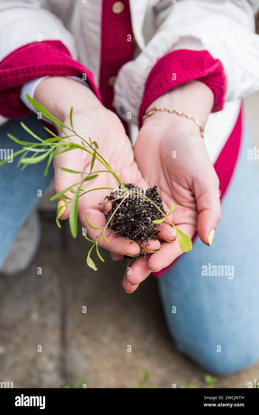 Frau, die Blumenkeimlinge in den Boden pflanzt und hält Stockfoto