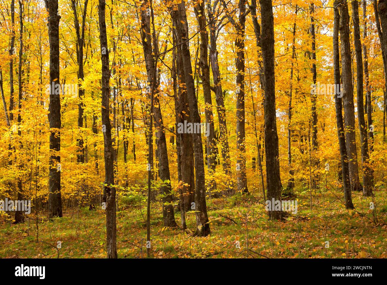 Laubwald im Herbst, Chequamegon-Nicolet National Forest, Wisconsin Stockfoto