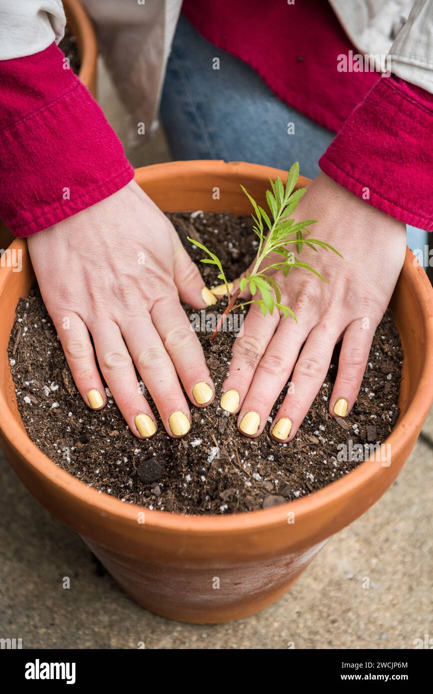 Frau, die Farbblumenkeimling in einen Tontopf umpflanzt Stockfoto