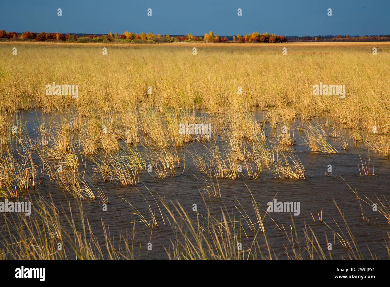 Feuchtgebiet Gras, Crex wiesen Naturschutzgebiet, Wisconsin Stockfoto