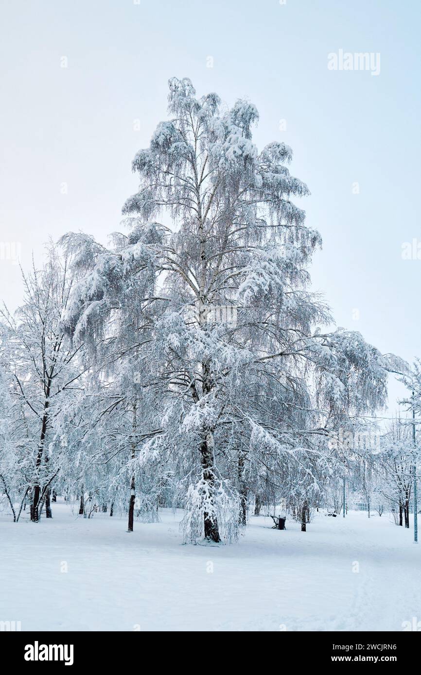 Birke bedeckt mit Frost und Schnee in einem Winterpark Stockfoto