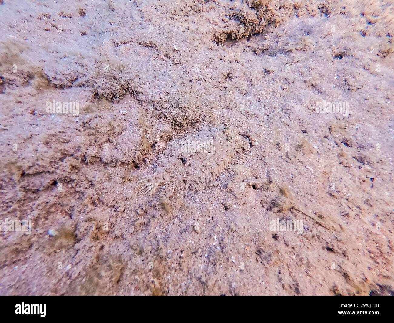 Aus nächster Nähe sehen Sie die Unterwasserwelt des Panther-Flunder-Fisches Bothus Pantherinus auf Sand am Korallenriff. Unterwasserwelt des Riffs mit Korallen und Tropen Stockfoto