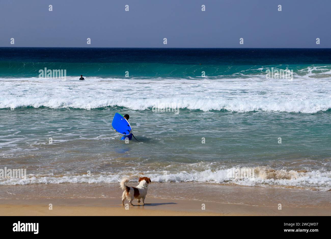 Hundebeobachtung Surfer, Playa Piedra Surfstrand, El Cotillo, Fuerteventura, Kanarische Inseln, Spanien. Stockfoto