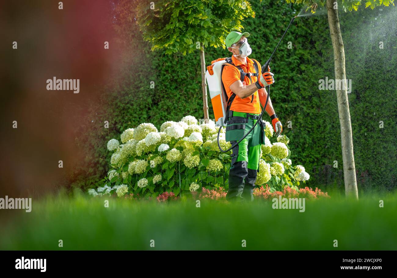 Professionelle Gärtner Insektizid Hinterhof Gartenbäume. Saisonale Wartung Stockfoto