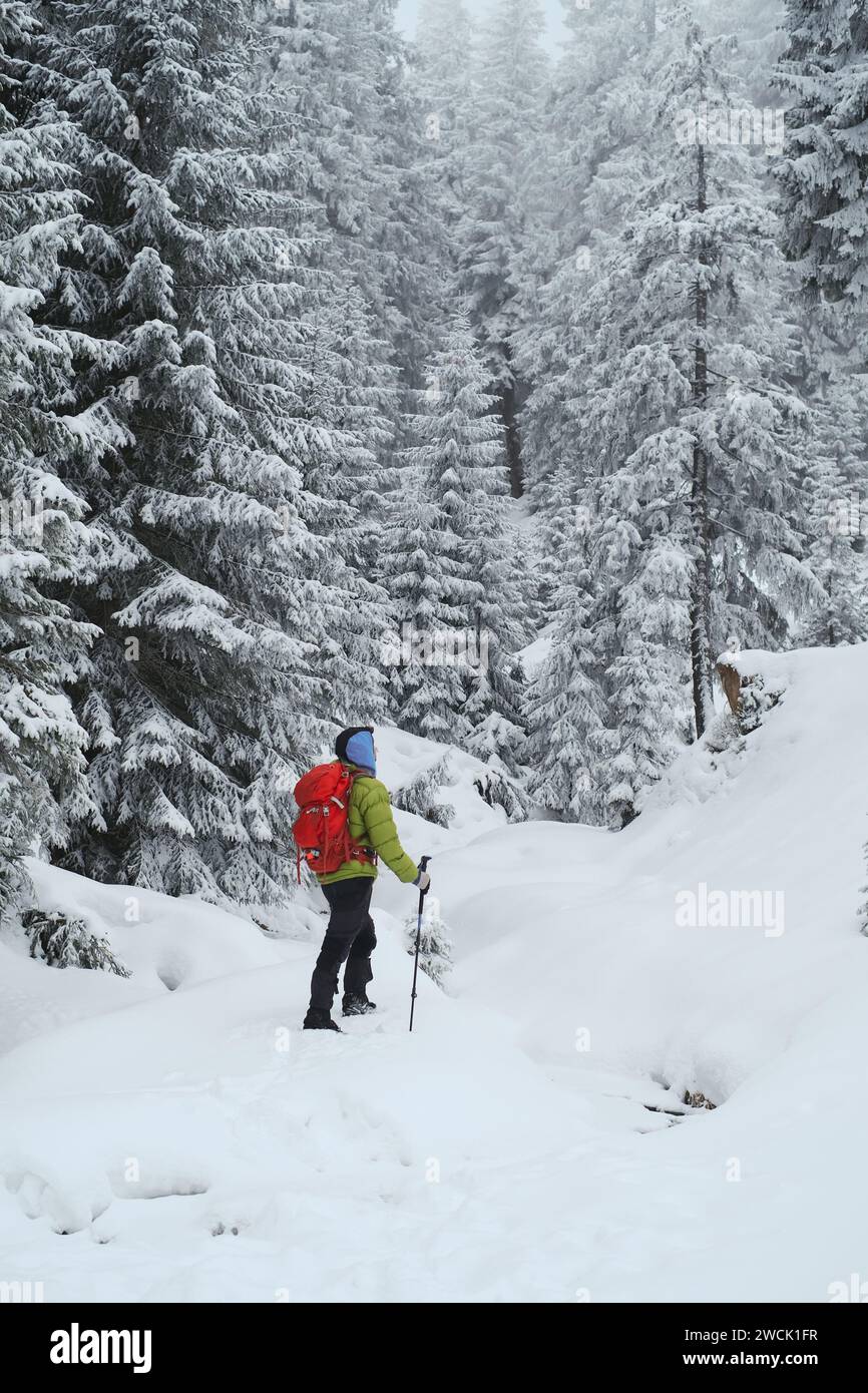Reisende wandern mit Nordic Walking Polen auf verschneiten Winterbergen Stockfoto