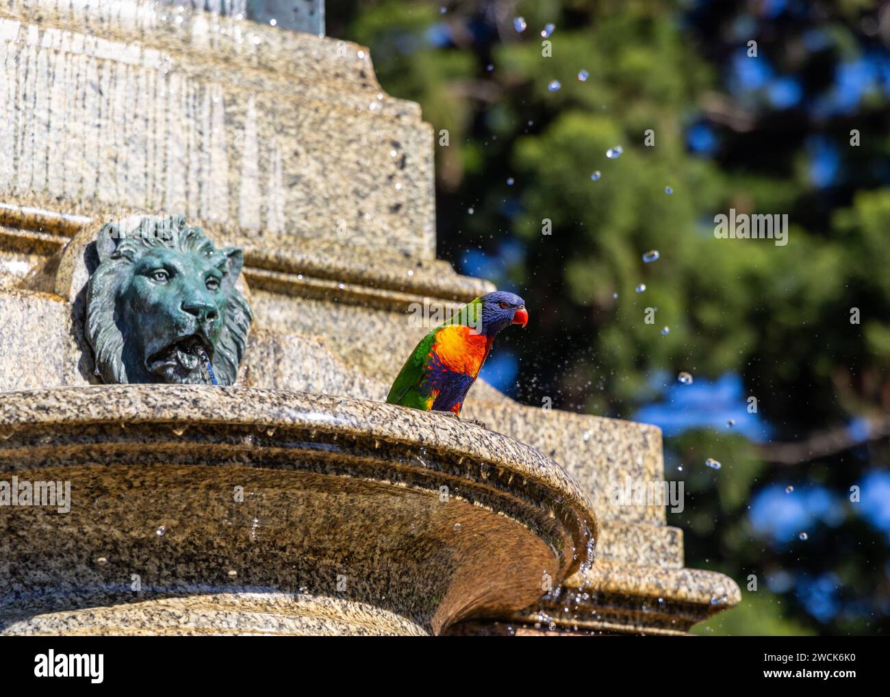 Rainbow Lorikeet spielt im Wasser des Lewis Wolfe Levy Fountain am Domain Gate in den Royal Botanic Gardens Sydney. Stockfoto