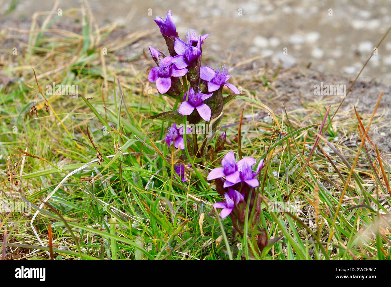 Fleur de montagne - alpes francaises Stockfoto