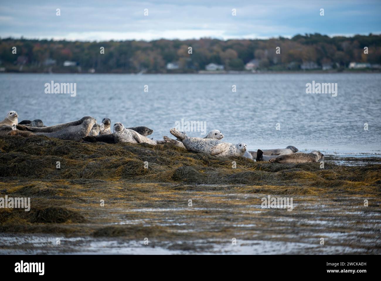 Eine Gruppe grauer Möwen, die sich gemeinsam am felsigen Ufer in Casco Bay in Maine entspannen Stockfoto