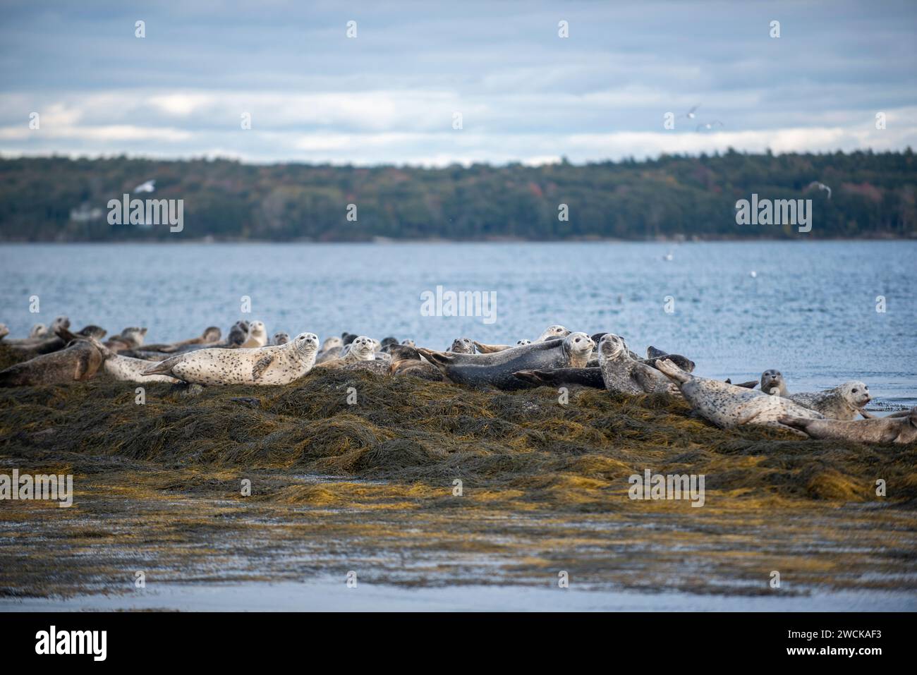 Eine Gruppe grauer Möwen, die sich gemeinsam am felsigen Ufer in Casco Bay in Maine entspannen Stockfoto
