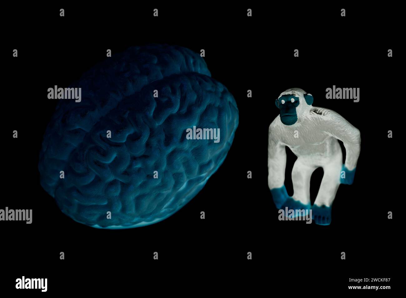 Affenspielzeug mit anatomischem Modell des menschlichen Gehirns. Stockfoto