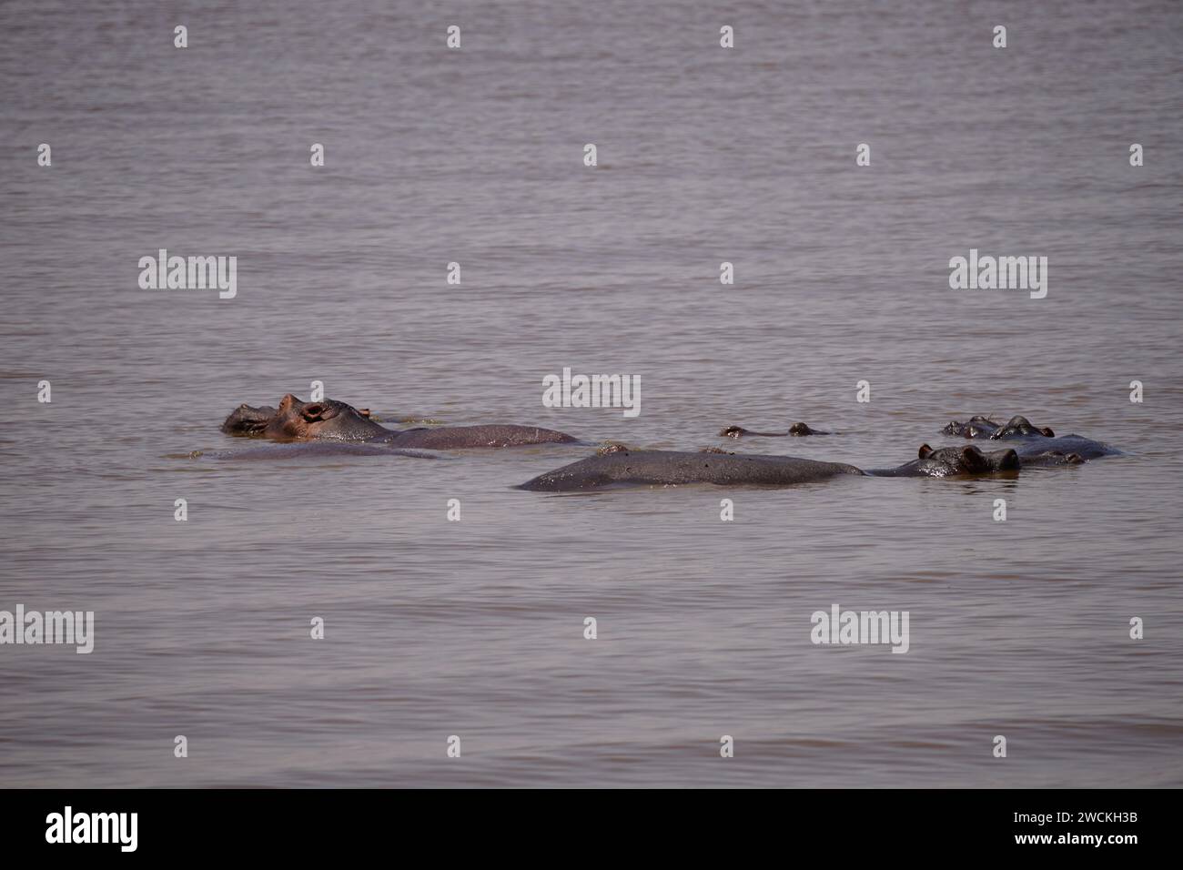 Flusspferde in See Stockfoto