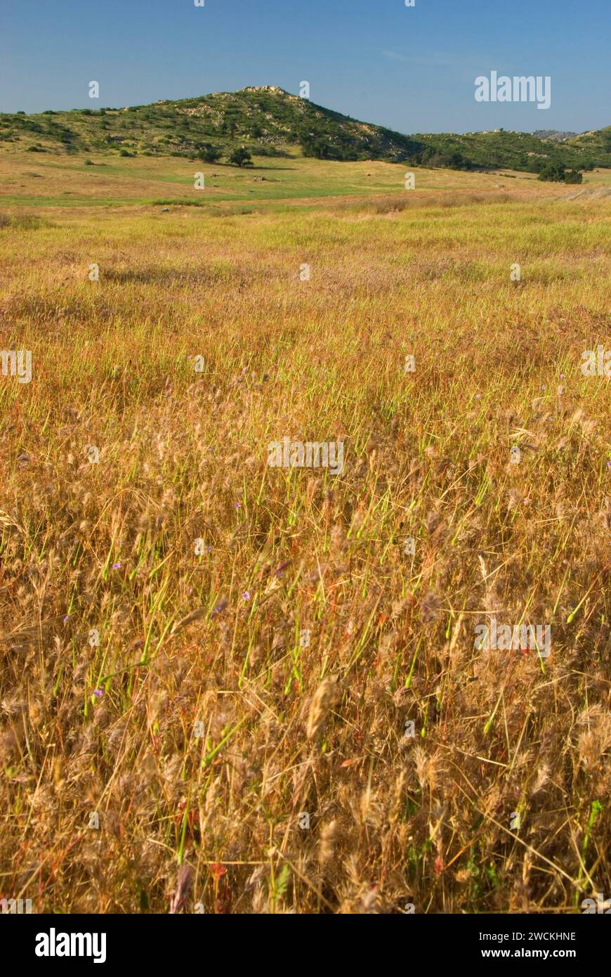Grünland, Barnett Ranch Freiraum bewahren, San Diego County, Kalifornien Stockfoto