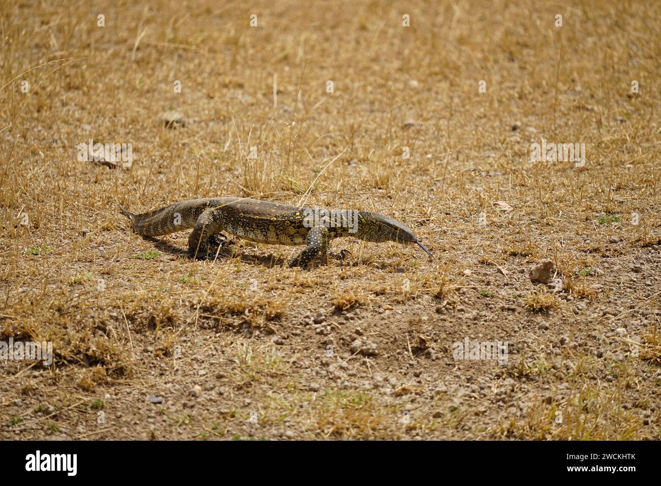 Überwachen Sie die Echse auf Gras Stockfoto