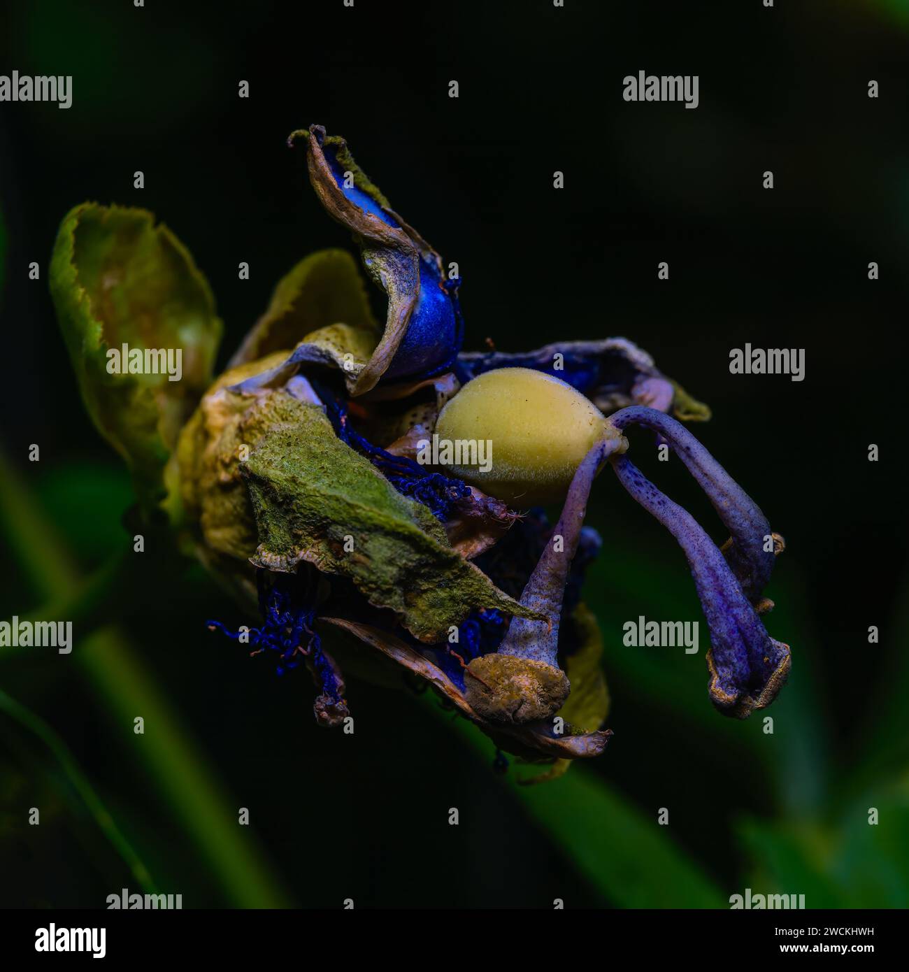 Die Schönheit wird in der zarten Übertragung einer getrockneten Passionsblume bewahrt, ein Zeugnis für den verschwindenden Geschmack der Zeit. Stockfoto