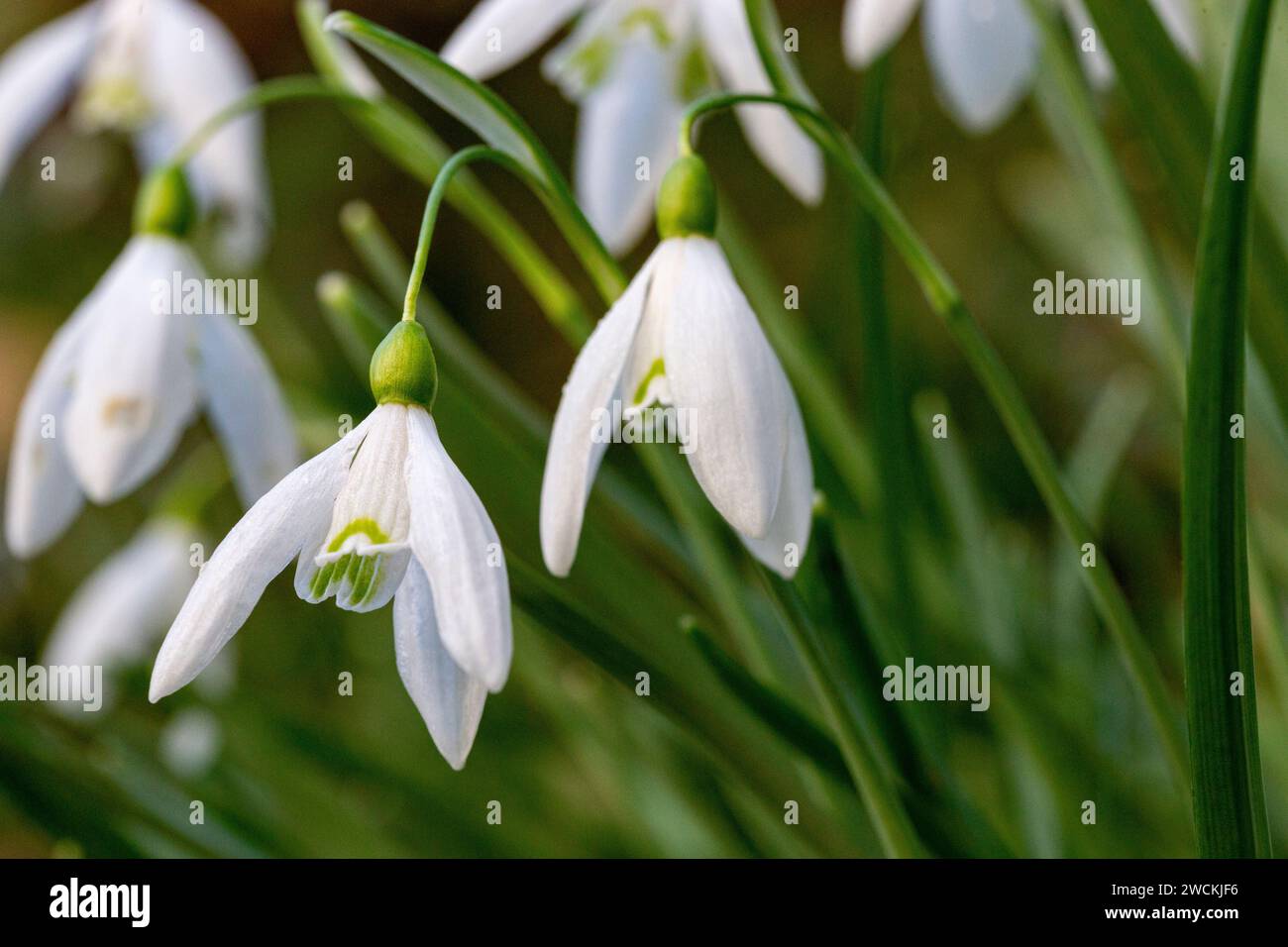 Detailaufnahme eines Schneeglöckchen-Clusters (Galanthus nivalis) im Januar Sonnenschein. Great Torrington, Devon, England. Stockfoto