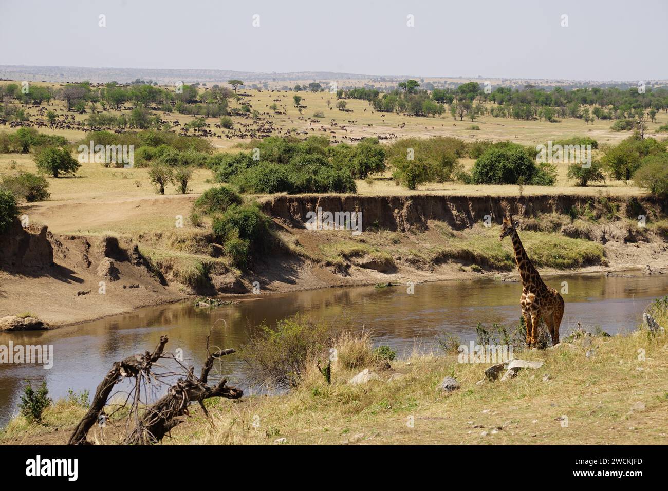 gnu-Antilopen stampeln, Flussüberquerung, große Migration Stockfoto