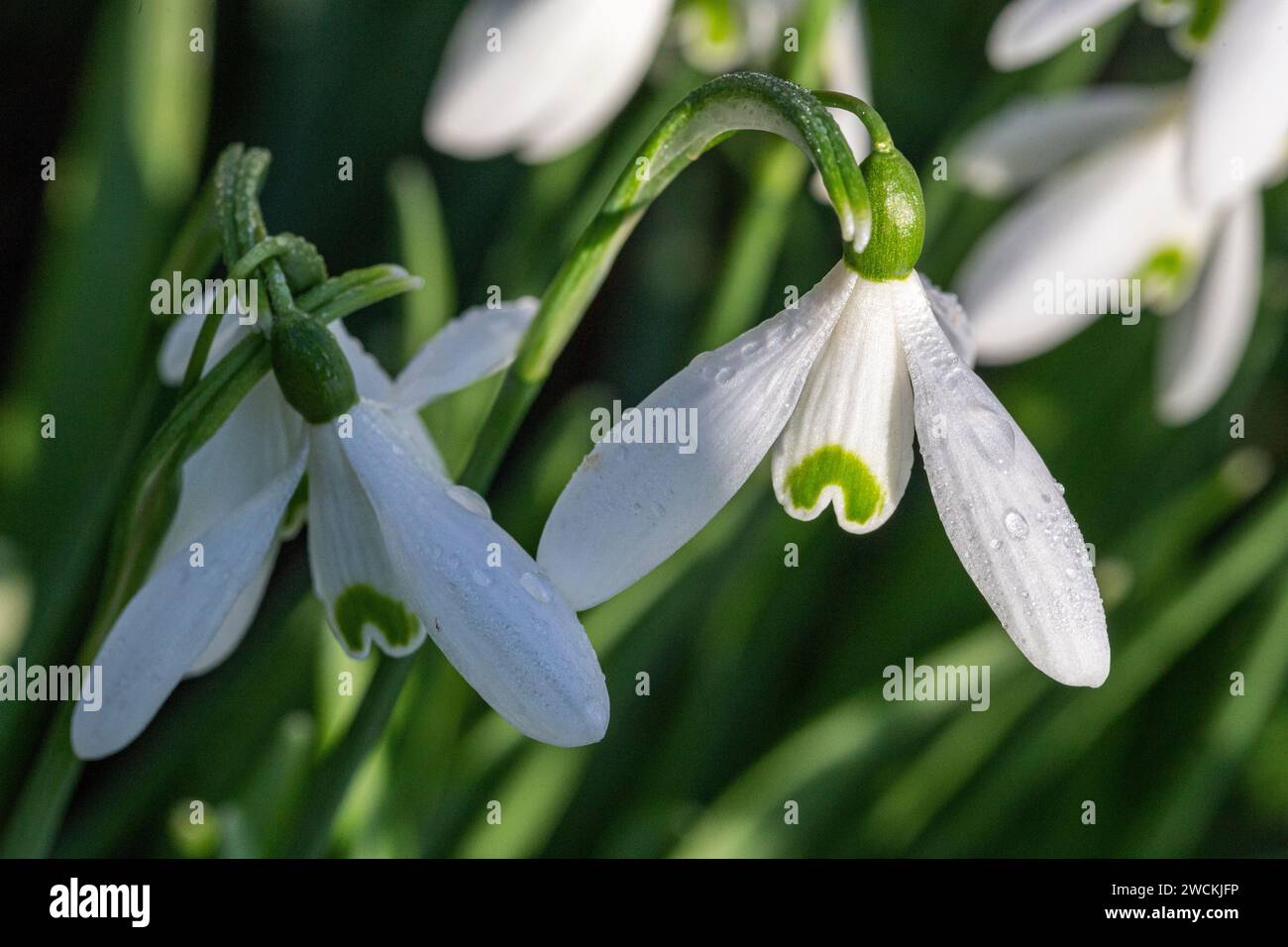 Nahaufnahme eines Schneeglöckchens (Galanthus nivalis) im Januar Sonnenschein. Great Torrington, Devon, England. Stockfoto