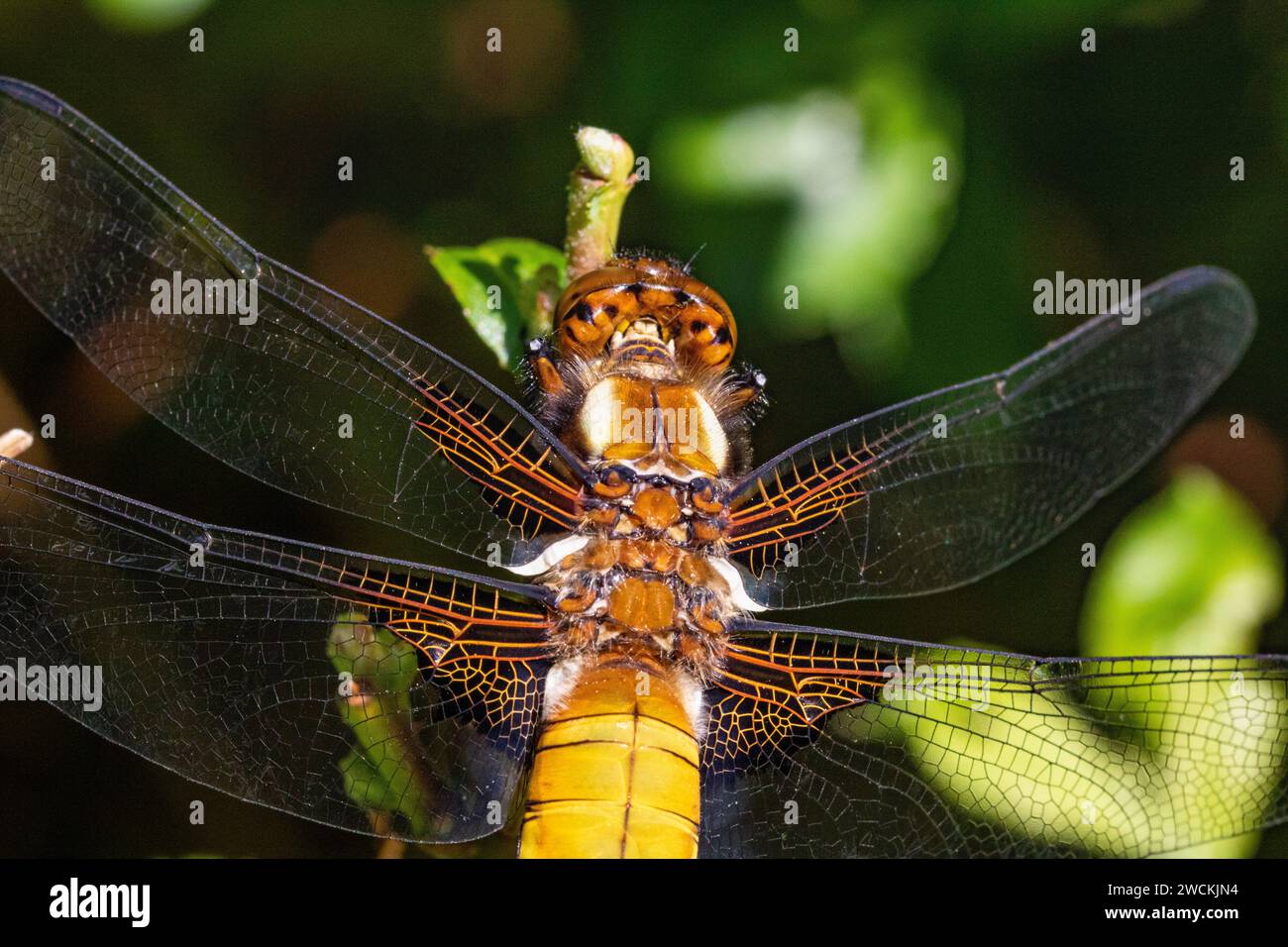 Nahaufnahme von Kopf, Thorax und Flügeln einer breitbeinigen Chaser Libellula depressa, die auf einer Twig ruht. Stockfoto Nahaufnahme von Kopf, Thorax und Flügeln einer breitbeinigen Chaser Libellula depressa, die auf einer Twig ruht. Stockfoto