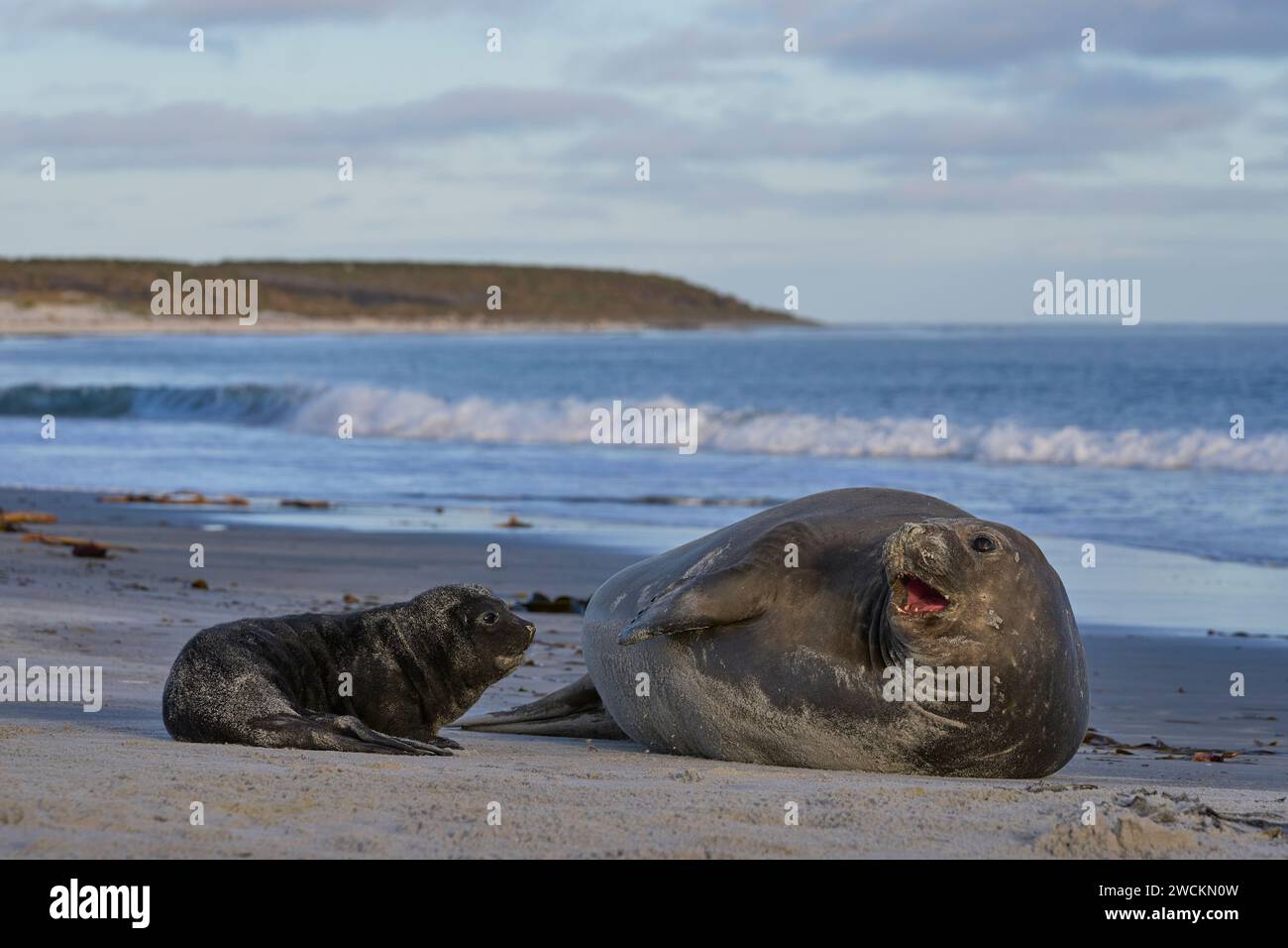 Weibliche Südliche Elefantenrobbe (Mirounga leonina) mit ihrem Jungen an einem Strand auf der Sea Lion Island auf den Falklandinseln. Stockfoto