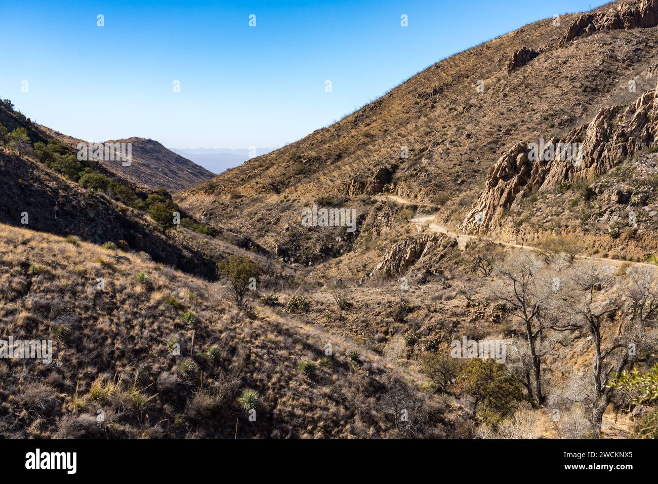 Die unbefestigte Straße durch den Box Canyon in der Sonora-Wüste südlich von Tucson, Arizona. Stockfoto