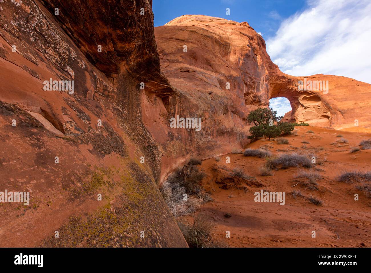 Bunte Krustosenflechten an der Sandsteinwand am Ohr des Wind Arch im Monument Valley Navajo Tribal Park in Arizona. Stockfoto