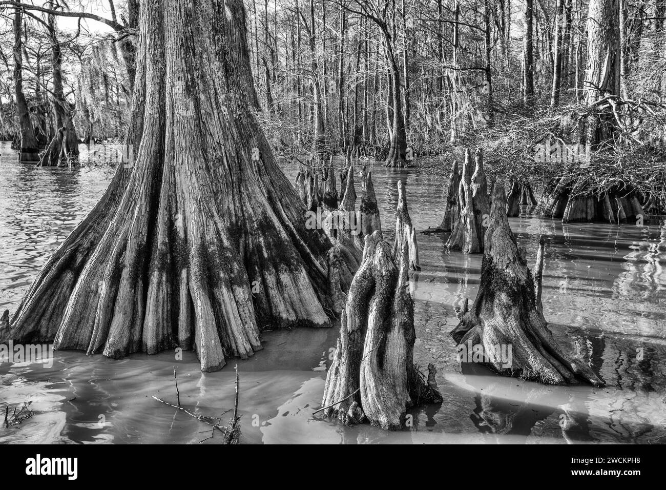 Zypressenknie und alte, kahlköpfige Zypressen im Lake Dauterive im Atchafalaya Basin oder Swamp in Louisiana. Stockfoto