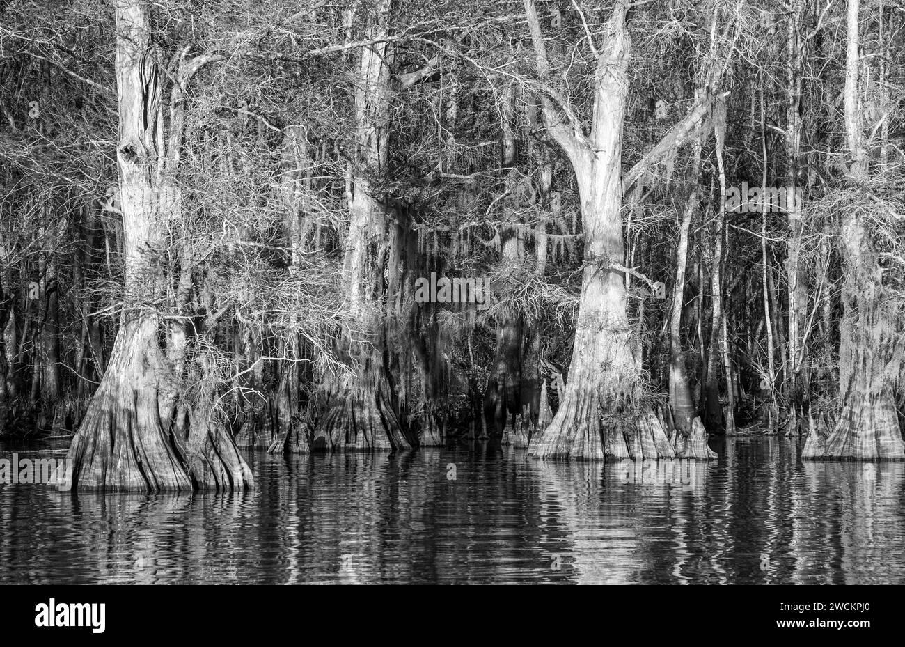 Alte, kahle Zypressen im Lake Dauterive im Atchafalaya Basin oder Swamp in Louisiana. Stockfoto