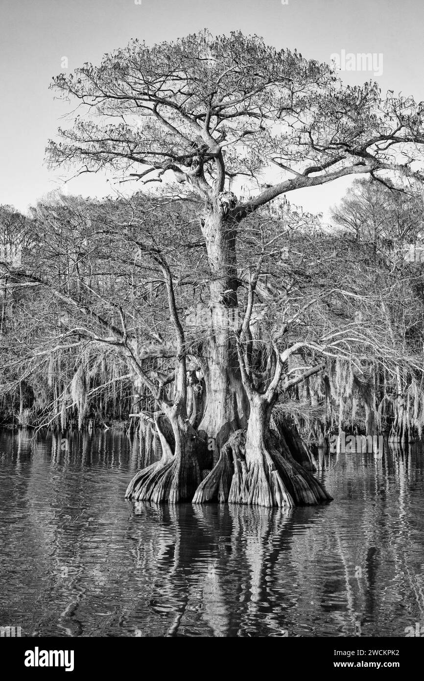Alte, kahle Zypressen im Lake Dauterive im Atchafalaya Basin oder Swamp in Louisiana. Stockfoto