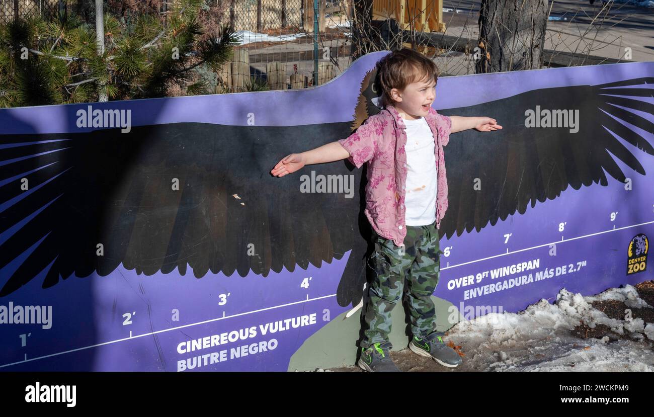 Denver, Colorado – Ein fünfjähriger Junge vergleicht seine Flügelspanne mit der eines Geiers im Zoo von Denver. Stockfoto