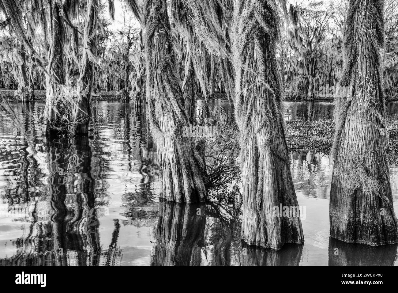 Spanisches Moos auf kahlköpfigen Zypressen in einem See im Atchafalaya Basin in Louisiana. Stockfoto
