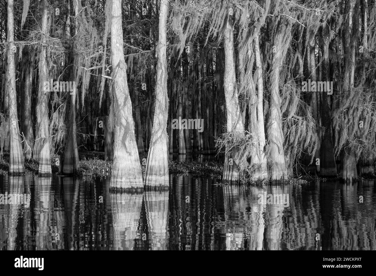 Sonnenaufgangslicht auf glatten Zypressen, die mit spanischem Moos bedeckt sind und sich in einem See im Atchafalaya Basin in Louisiana spiegeln. Stockfoto