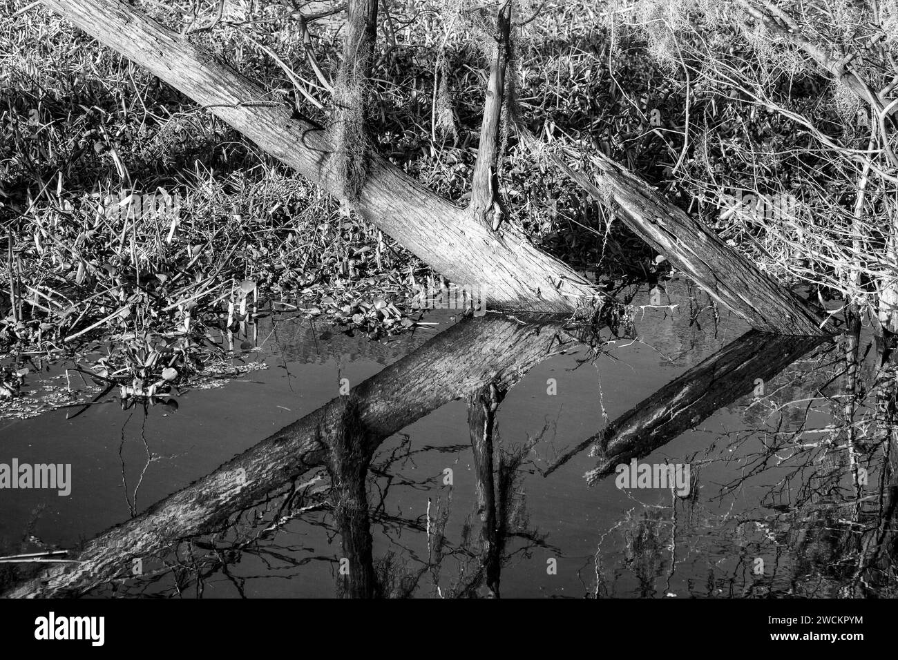 Umgefallene Baumstämme spiegeln sich in einem See im Atchafalaya Basin in Louisiana. Invasive Wasserhyazinthe bedeckt das Wasser. Stockfoto