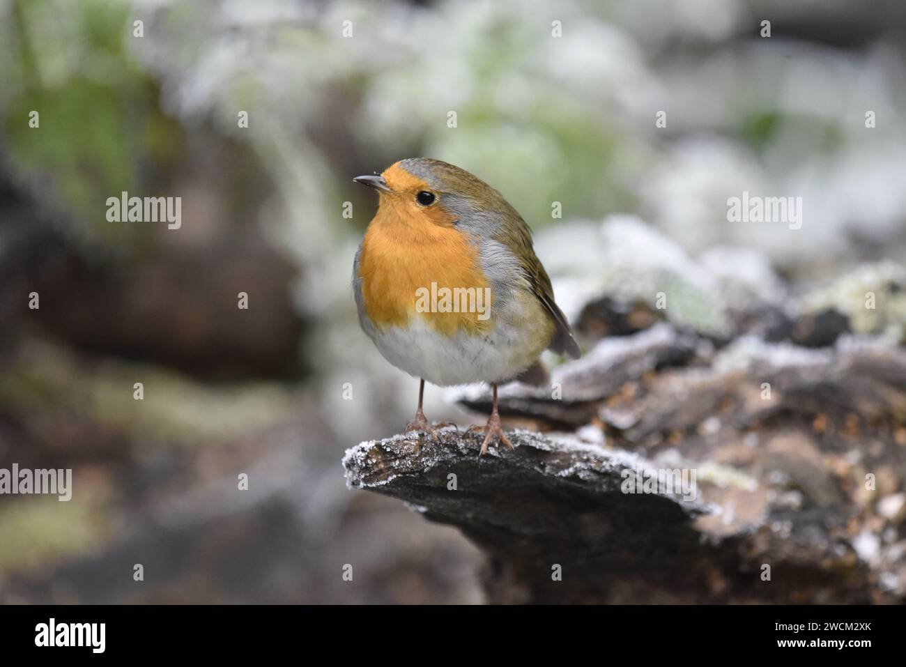Europäischer Robin (Erithacus rubecula), der im Winter in einem frostigen Waldland in Großbritannien auf einem verfaulenden Baumstamm, rechts vom Bild, thront Stockfoto