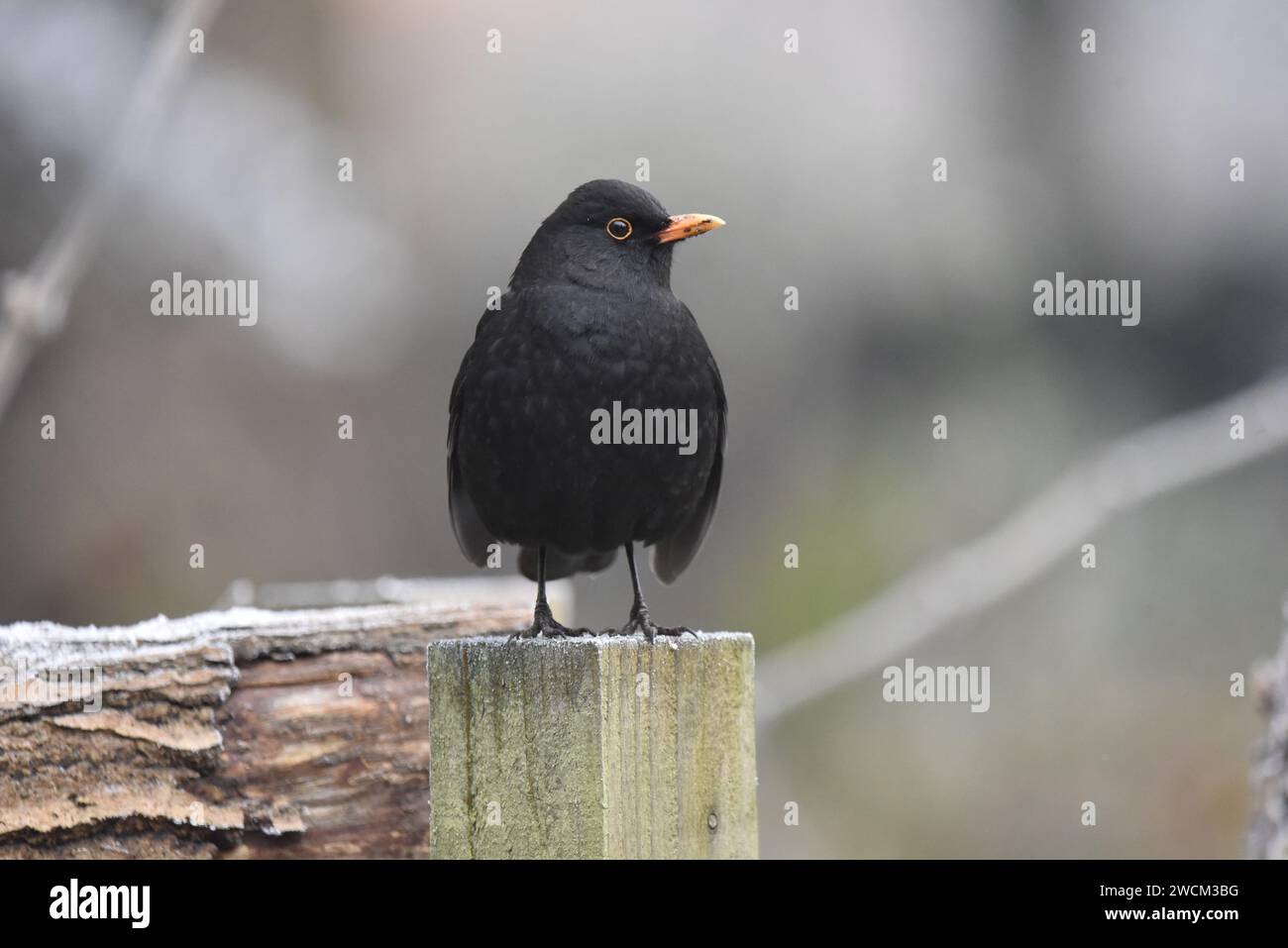 Mittleres Vordergrundbild eines männlichen gemeinen Blackbird (Turdus merula), der auf einem Holzpfosten steht, Kopf nach rechts gedreht, aufgenommen in Großbritannien im Winter Stockfoto
