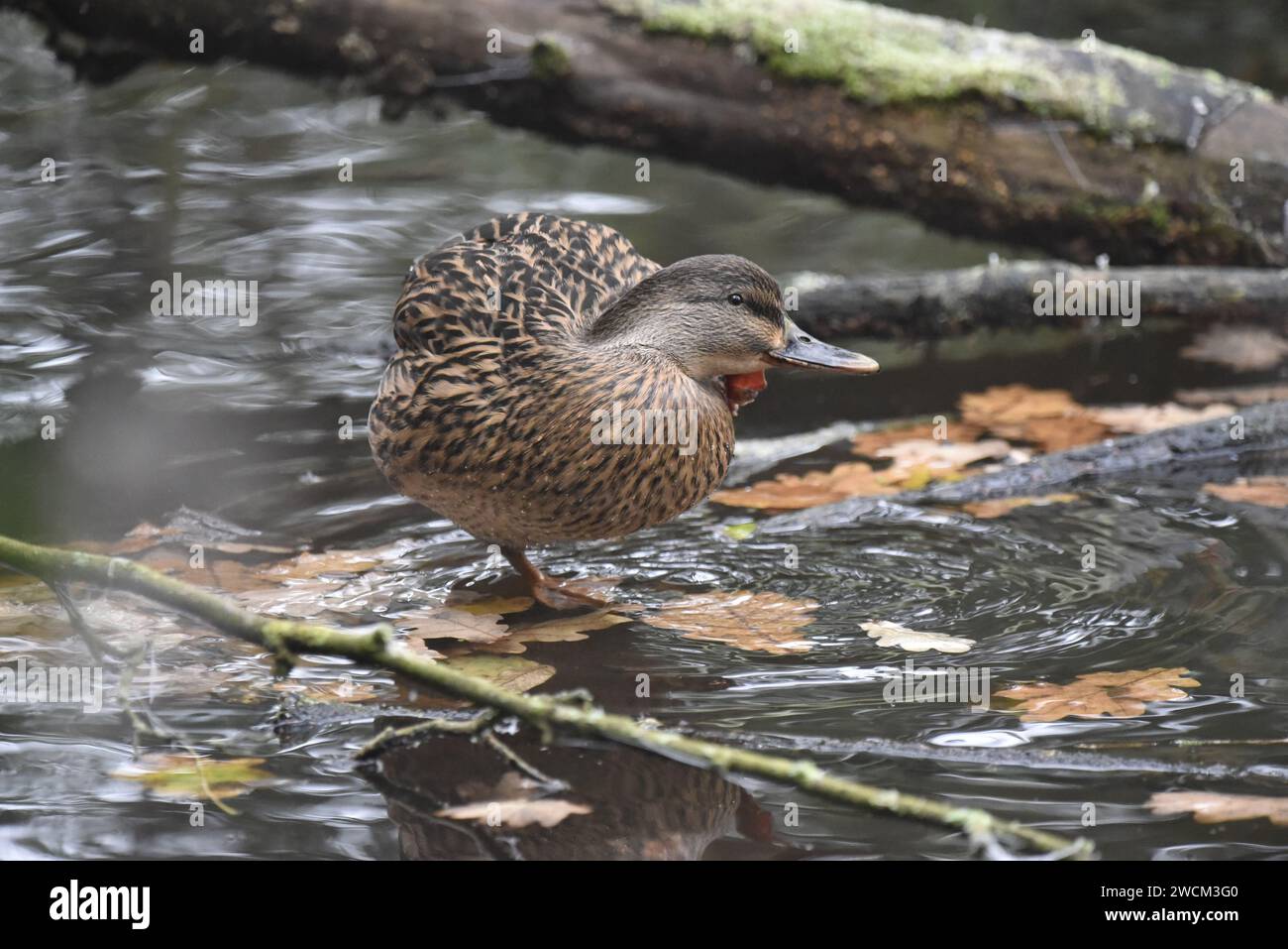 Weibliche Mallard-Ente (Anas platyrhynchos) auf einem Bein im rechten Profil, in flachem Wasser, kratzende Seite des Kopfes, aufgenommen in Großbritannien im Winter Stockfoto