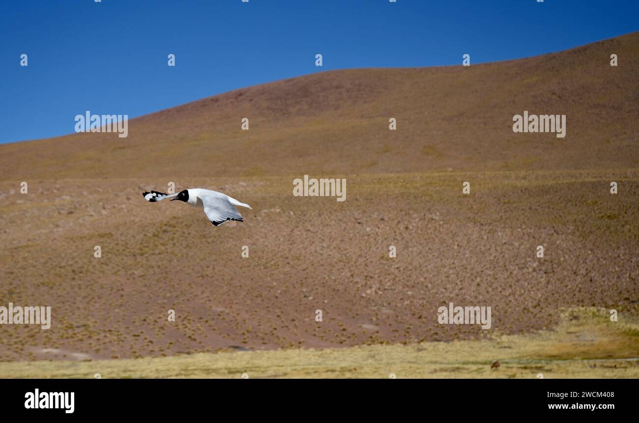 Eine schwarz-weiße Lachmöwe (Leucophaeus atricilla) mit grünen und braunen Hügeln hinter einem blauen Himmel. Antofagasta, Chile. Stockfoto