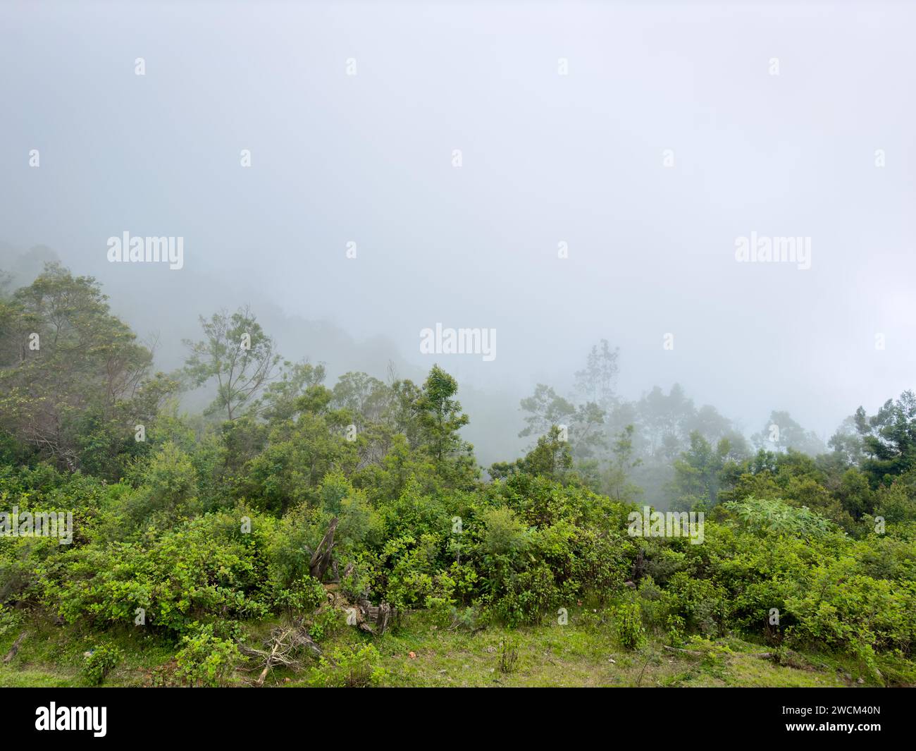 Blick auf das Tal, das von Nebel bedeckt ist, vom Moir Point, einem der bedeutendsten Aussichtspunkte im Kodaikanal. Stockfoto