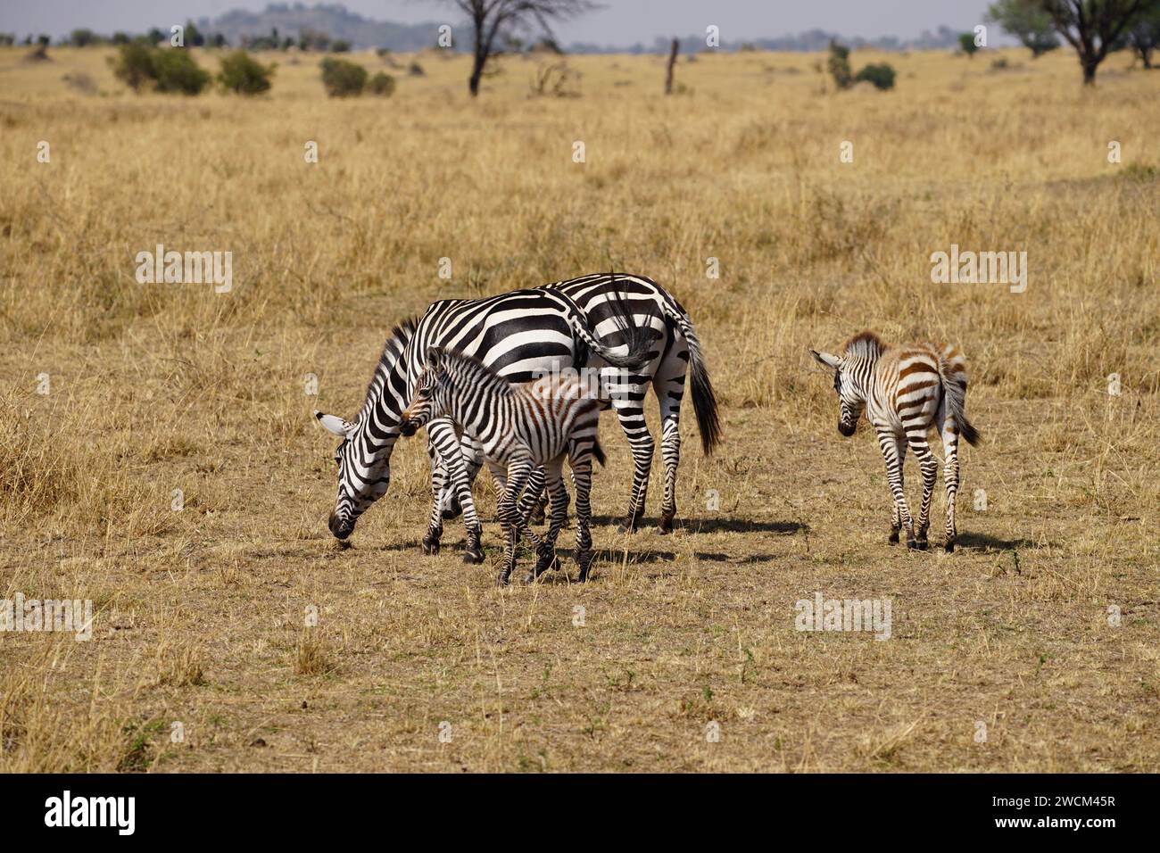 Zebras einschließlich Nachkommen in der afrikanischen Savanne Stockfoto