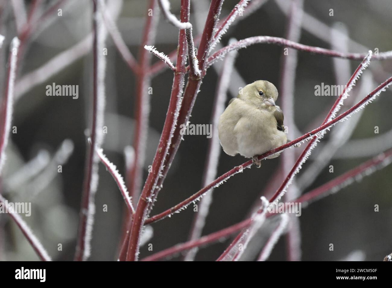 Fringilla coelebs auf einem Frosty Dogwood Twig, rechts im Bild, Blick auf die Kamera mit ausbeultem Brustkorb bei kaltem Wetter, Großbritannien Stockfoto
