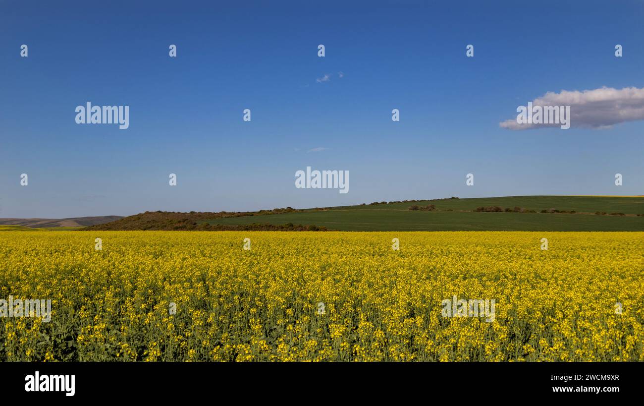 Eine malerische Landschaft mit einem riesigen Feld voller leuchtender gelber Blumen, die sich so weit das Auge reicht Stockfoto