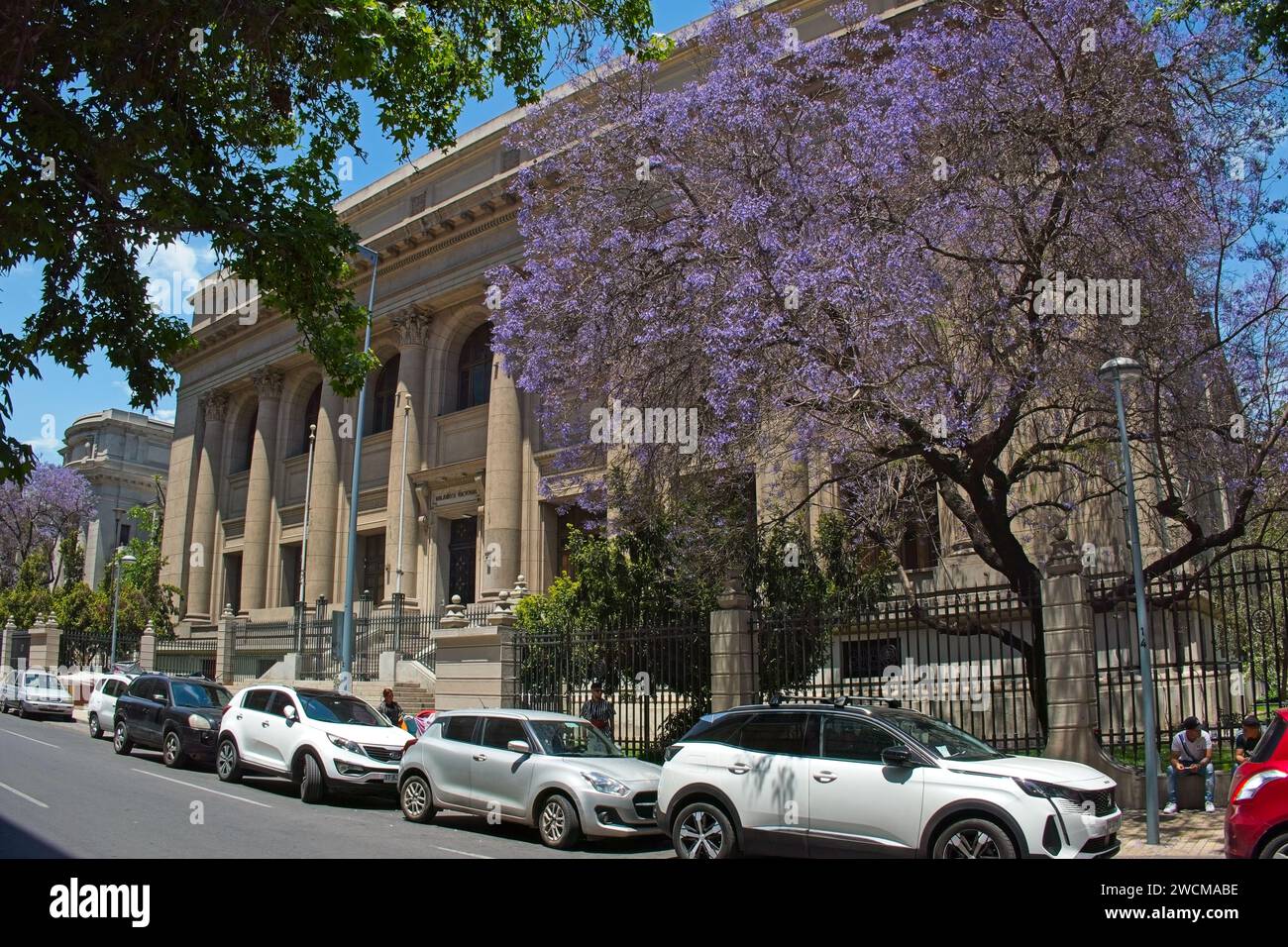 Santiago, Chile, Ein prächtiger Purple Jacaranda Baum auf der Rückseite der Nationalbibliothek von Chile. Stockfoto