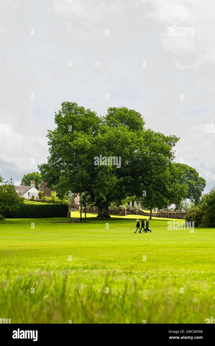 Oak Tree in Park, Killearn, Stirling, Schottland, Großbritannien Stockfoto