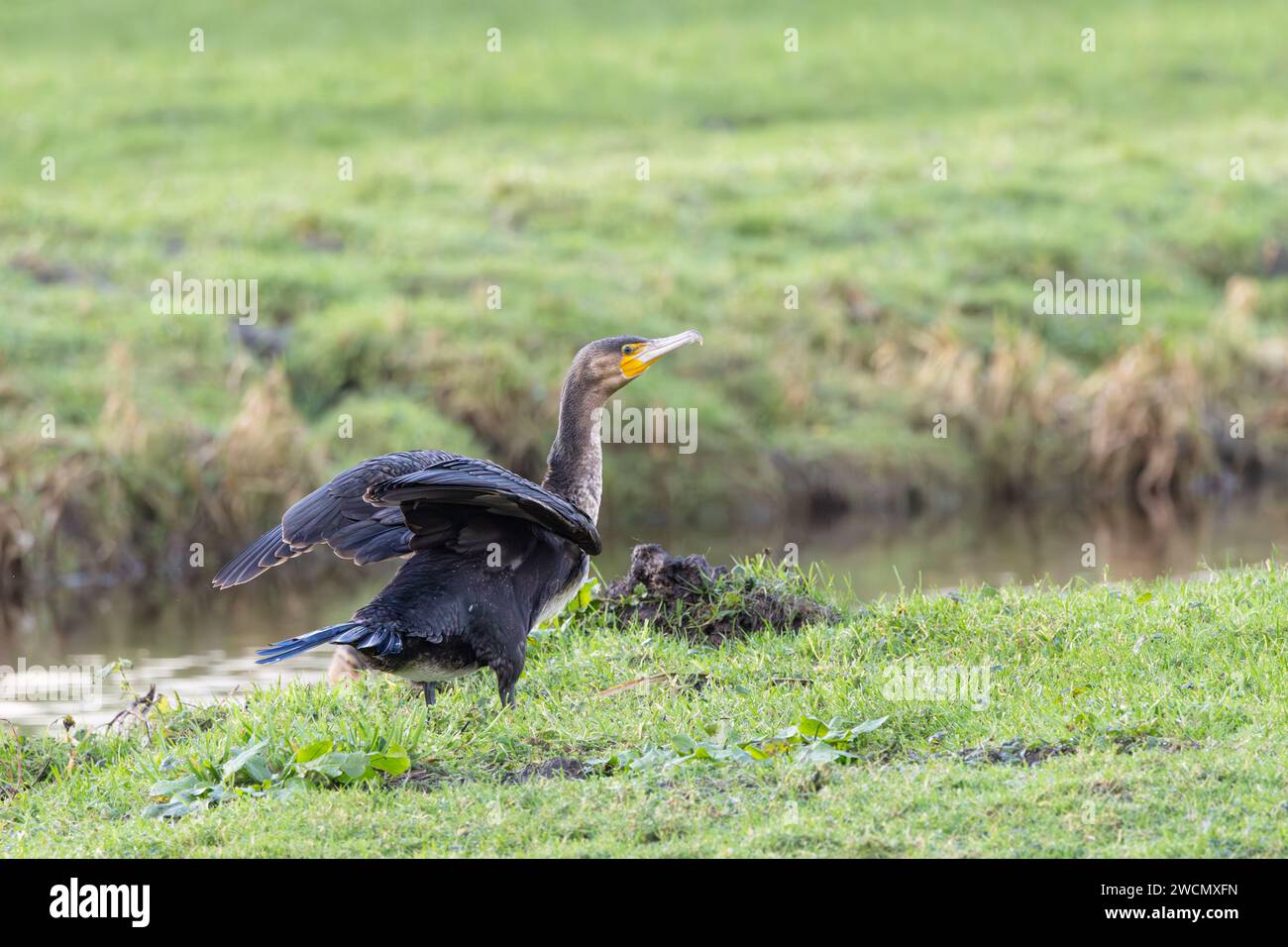 Kormoran in grünem Gras mit aufrechten Flügeln und verlängertem Hals, bereit für den Flug Stockfoto