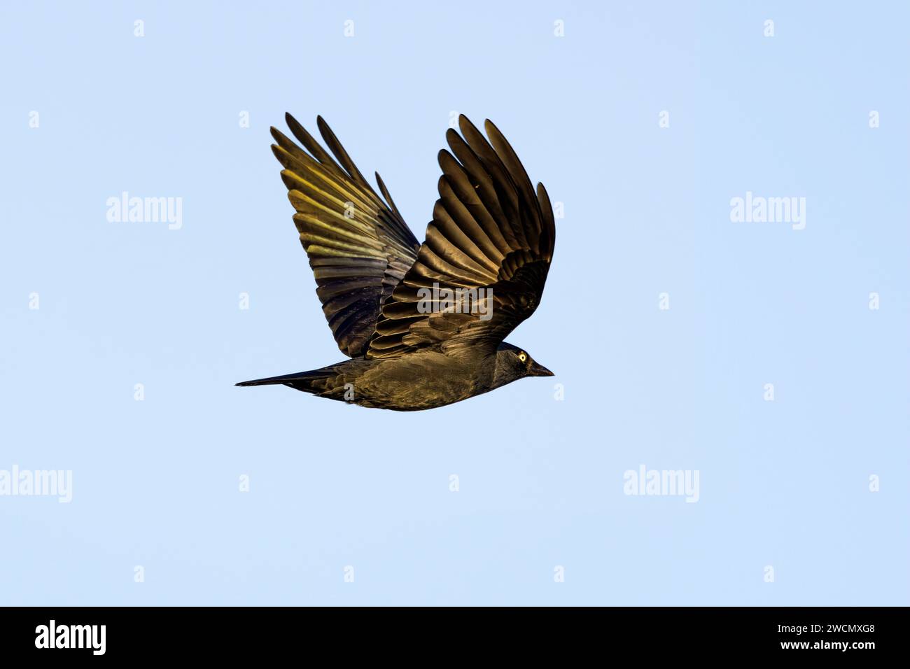 Nahaufnahme einer fliegenden Carrion-Krähe, Corvus Corone, im warmen Licht der aufgehenden Wintersonne vor einem hellblauen, klaren Himmel Stockfoto