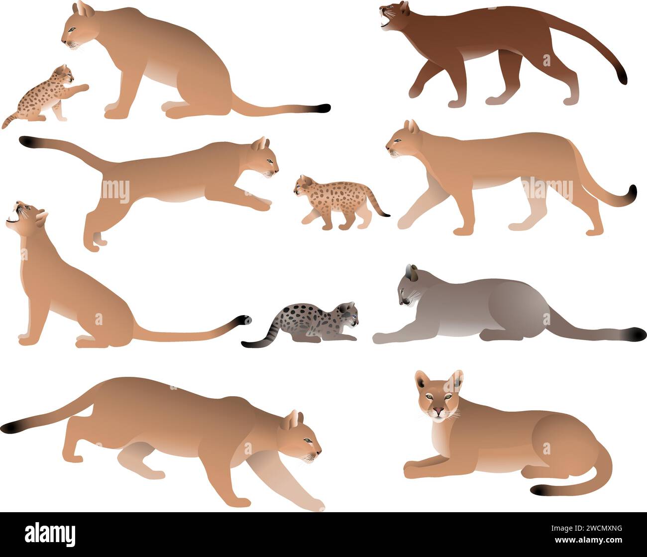 Sammlung von Pumas, auch Pumas oder Berglöwen genannt, und ihre Jungen in Farbbild Stock Vektor