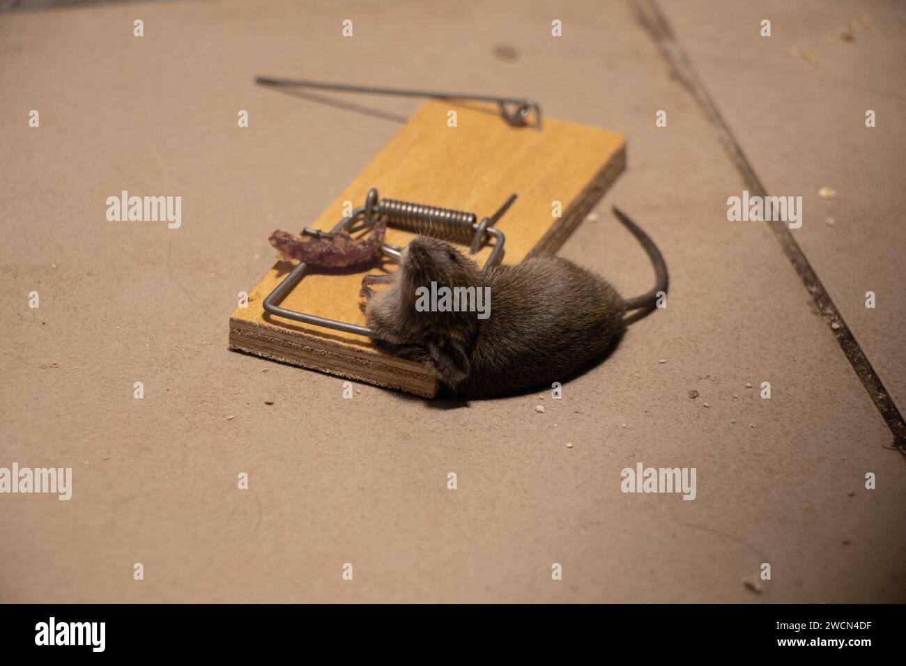 Tote Maus in einer Mausplatte auf dem Boden zu Hause, Mausplatte und Maus, Falle Stockfoto