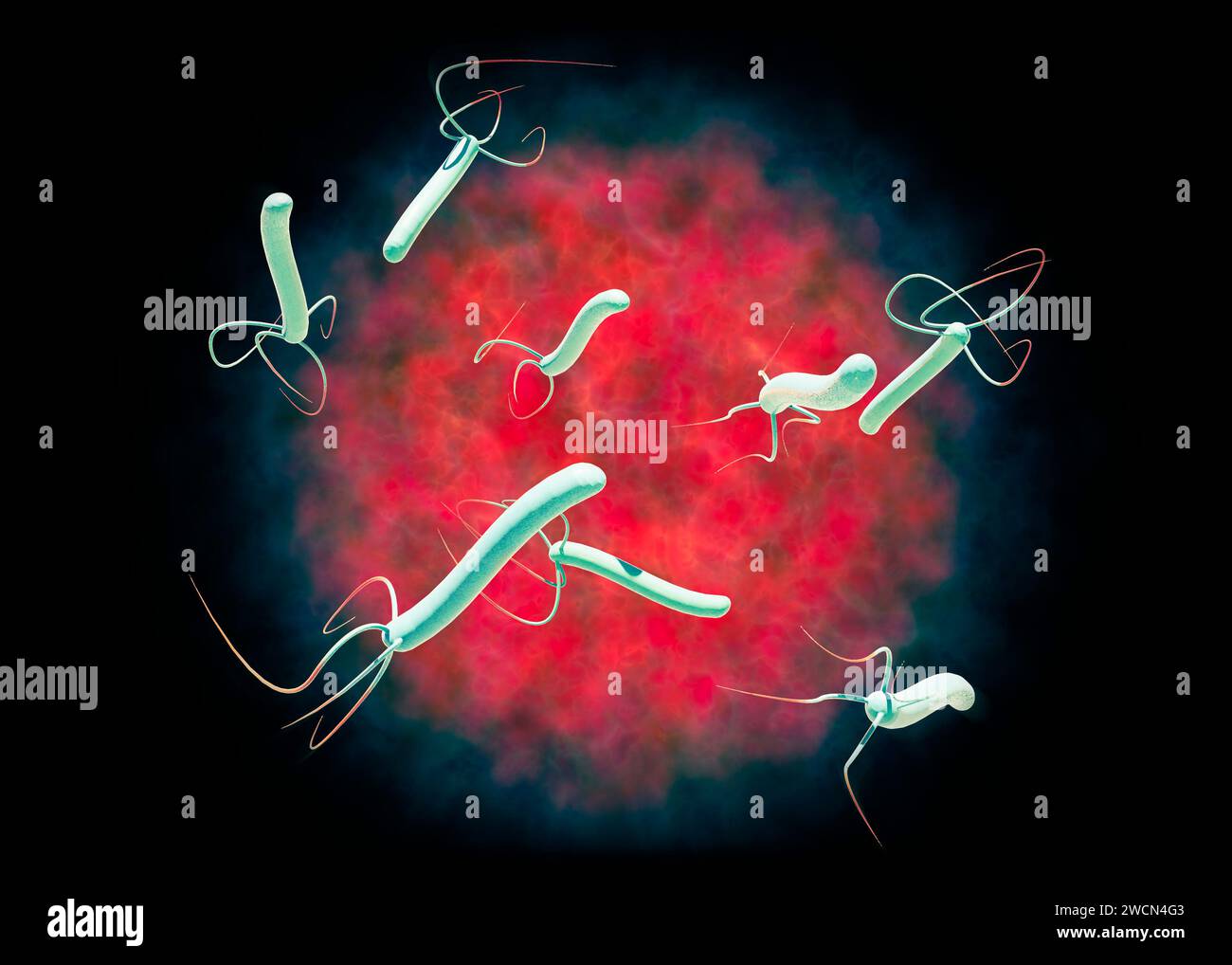 Helicobacter pylori ist ein gramnegatives, flagelliertes, helikales Bakterium. Es ist in der Lage, die Magenschleimhaut zu besiedeln. 3D-Rendering Stockfoto