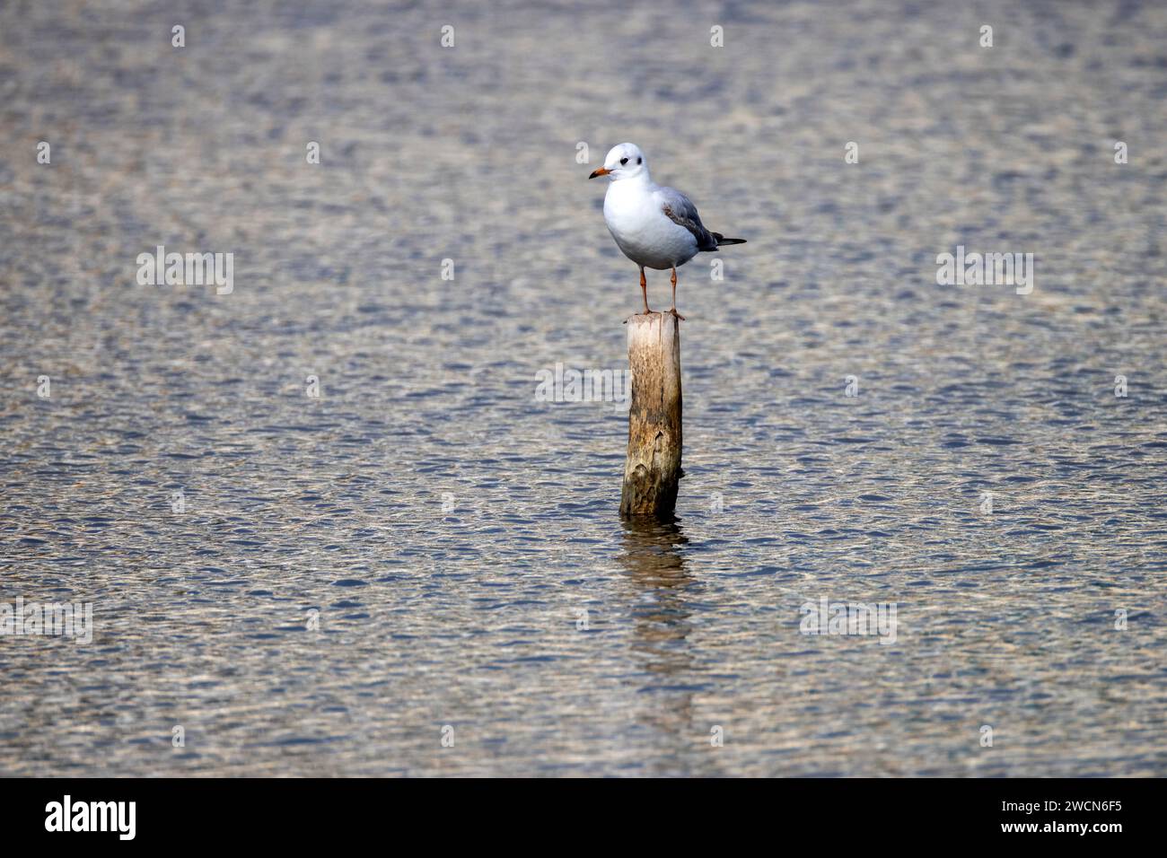Möwe auf Holzpfahl im Wasser. Stockfoto