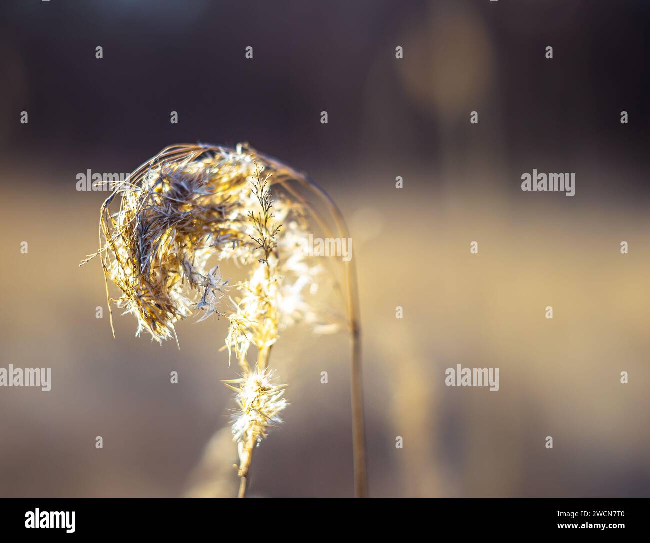 Wunderschöner Blick auf die natürliche Landschaft, Grasspitzen, Winterfeld, Spikelets, Feldgras Stockfoto